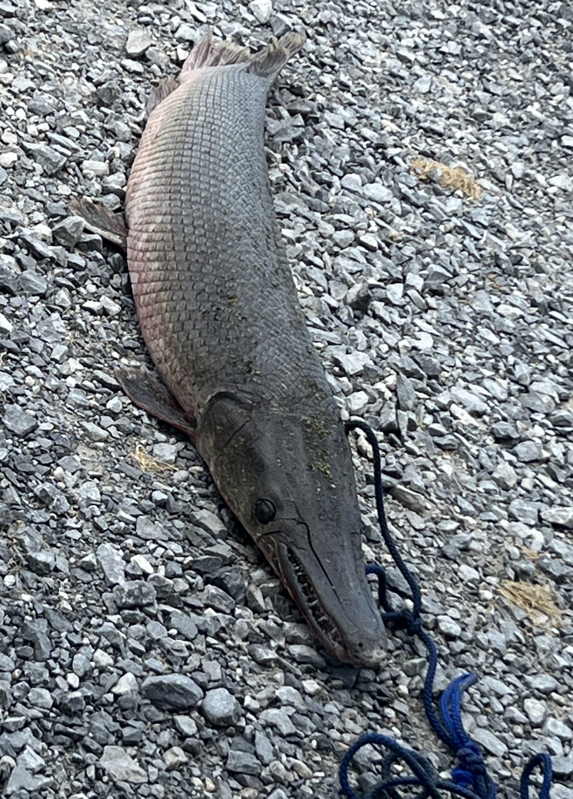 Biggest Fish