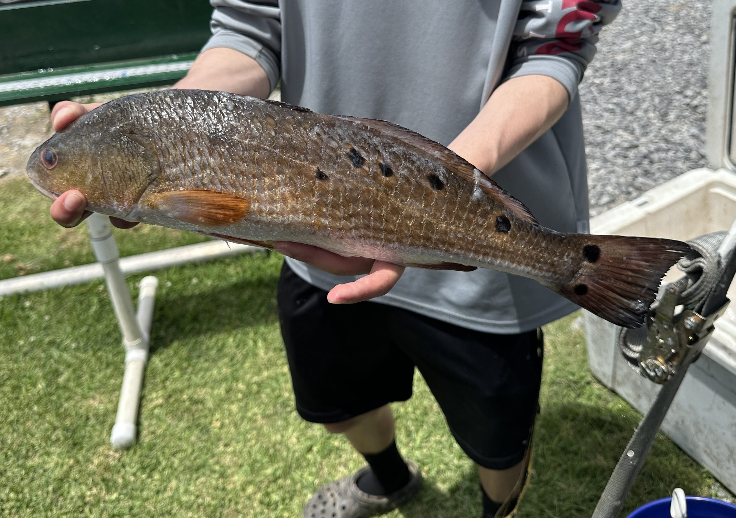 redfish with the most spots swordfish